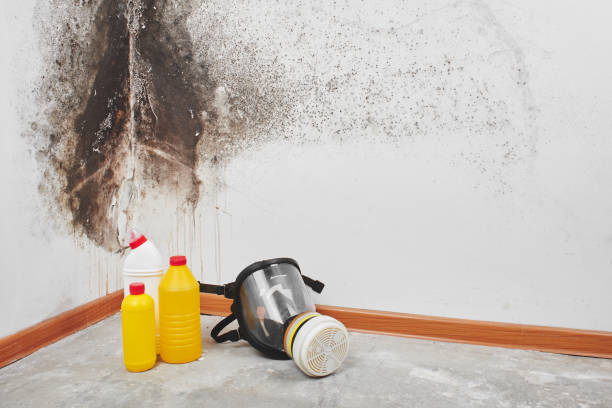 Best Black Mold Removal  in Milford Mill, MD