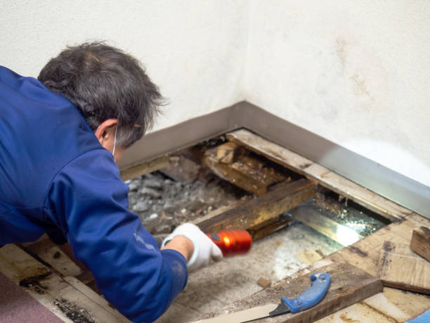 Best Certified Mold Removal  in Milford Mill, MD