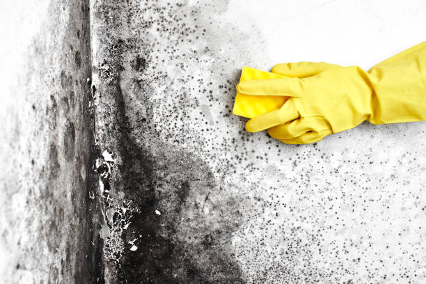 Mold Removal Process in Milford Mill, MD
