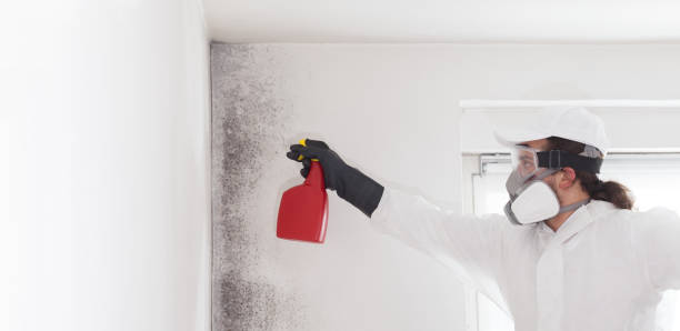 Best Commercial Mold Removal  in Milford Mill, MD