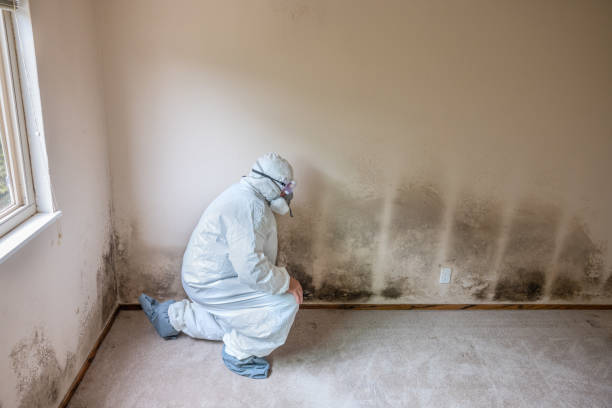 Best Black Mold Removal  in Milford Mill, MD